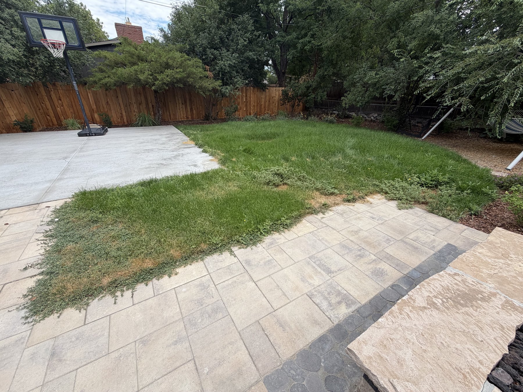 Before: patchy backyard lawn